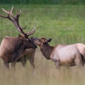 Male and female elk nuzzling each other | Watershed Bryson City Cabins
