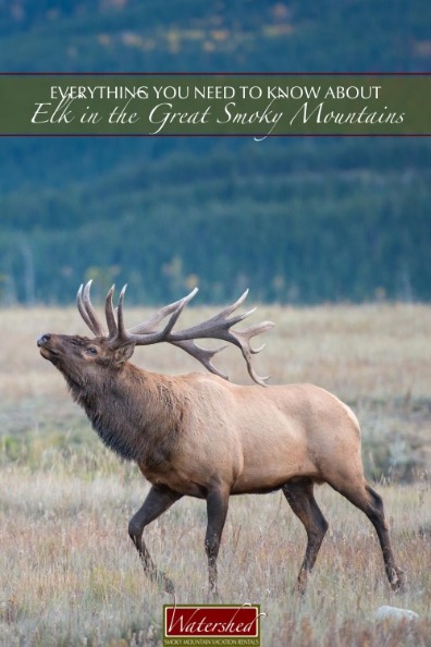 Everything You Need to Know About Elk in the Great Smoky Mountains