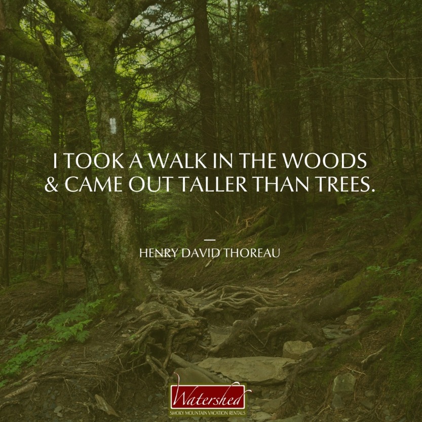 “I took a walk in the woods and came out taller than trees.” – Henry David Thoreau