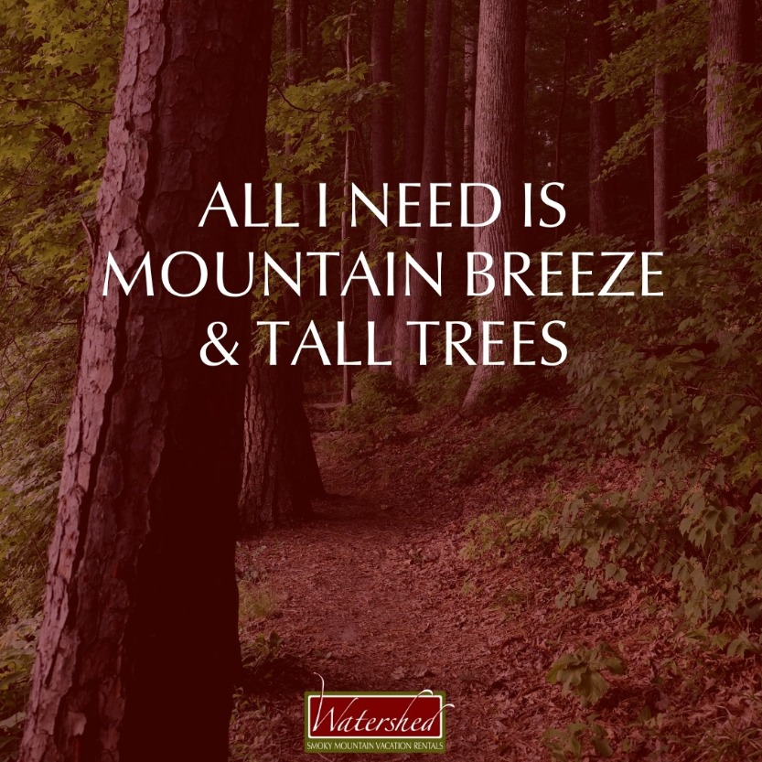 All I need is mountain breeze and tall trees.