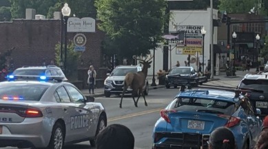 Elk crossing the street in downtown Bryson City, NC | Watershed Cabins