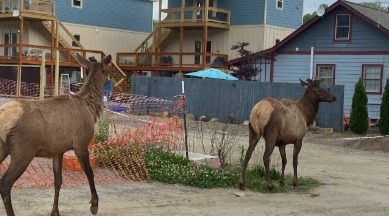 Elk strolling the side streets in Bryson City, NC | Watershed Cabins