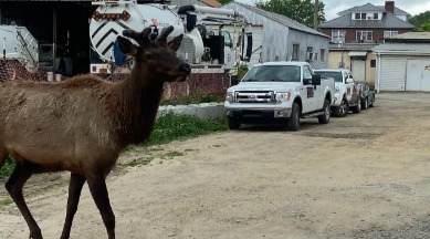 Elk checking out the Watershed Cabins work truck | Watershed Cabins