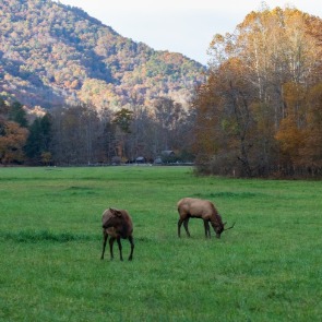 Elk grazing in the Smoky Mountains | Watershed Bryson City Cabins