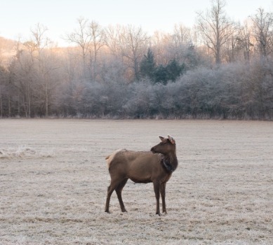 Elk in Great Smoky Mountains National Park | Watershed Cabins Bryson City Rentals