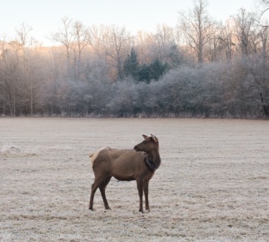 Elk watching in the Smoky Mountains of North Carolina | Watershed Luxury Cabin Rentals in Bryson City, NC