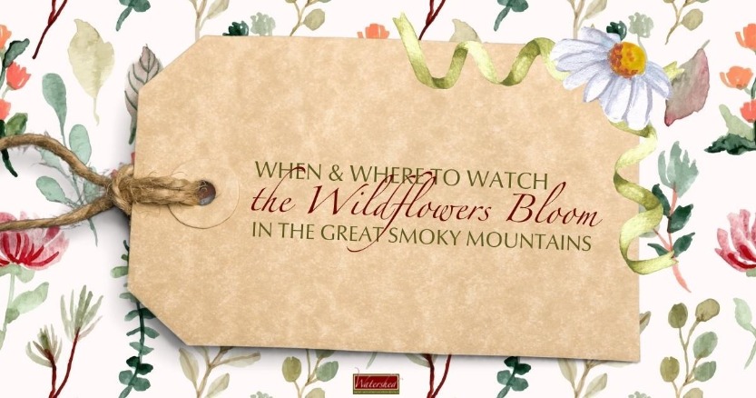 When & Where to Watch the Wildflowers Bloom in the Great Smoky Mountains