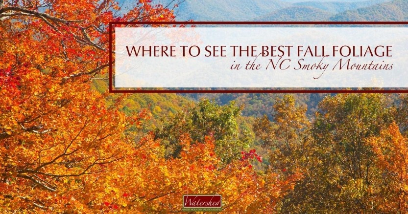 Where to See the Best Fall Foliage in the NC Smoky Mountains