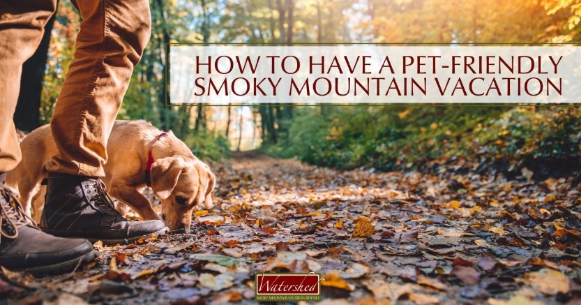 How to Have a Pet Friendly Smoky Mountain Vacation