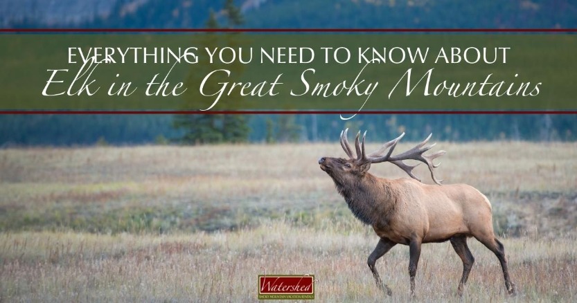 Everything You Need to Know About Elk in the Great Smoky Mountains
