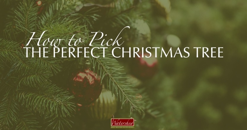 How to Pick the Perfect Christmas Tree