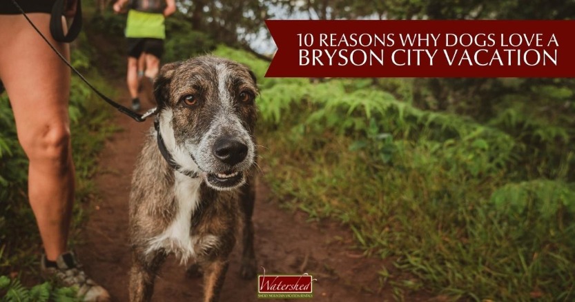 10 Reasons Why Dogs Love a Bryson City Vacation
