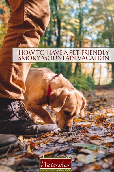 How to Have a Pet Friendly Smoky Mountain Vacation