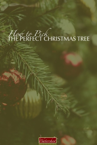  How to Pick the Perfect Christmas Tree