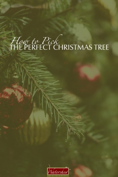 How to Pick the Perfect Christmas Tree