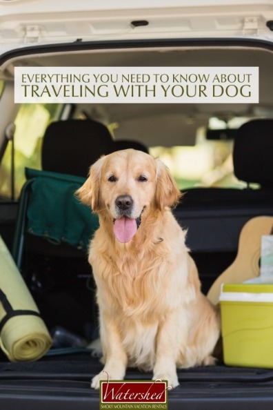 Everything You Need to Know About Traveling With Your Dog